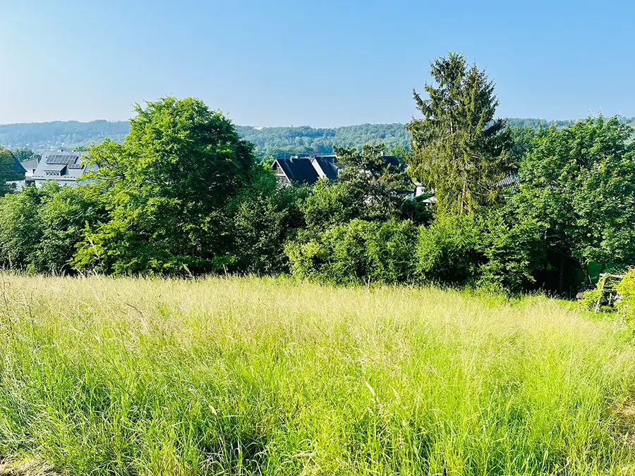 Objekt 4 Ein grasbewachsenes Feld mit hohem, grünem Gras im Vordergrund, dichten Bäumen in der Mitte und teilweise sichtbaren Häusern hinter den Bäumen unter einem klaren, blauen Himmel.